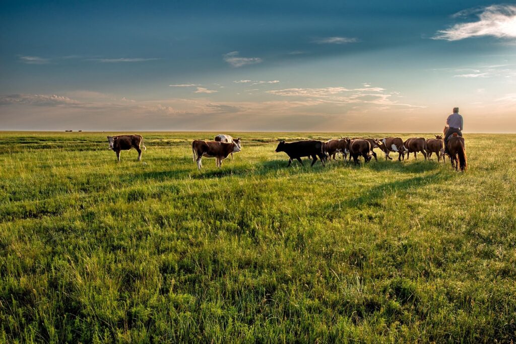 cow 7200409 1280
