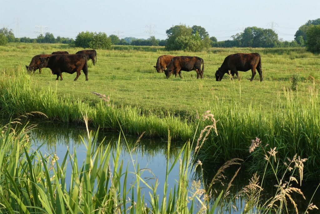 galloway cows 6347184 1280