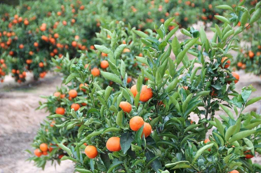 orange grove 4709403 1280
