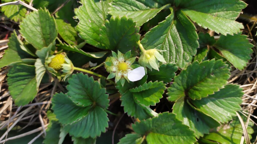 ecopolis erdbeerblüte