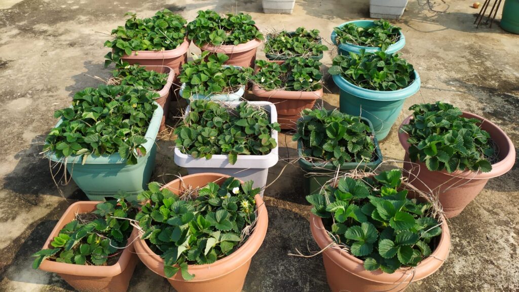 ecopolis erdbeeren