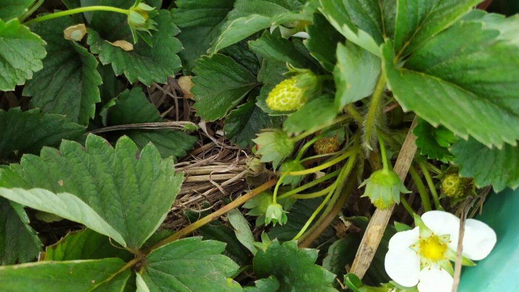 ecopolis paraguay lecker erdbeeren