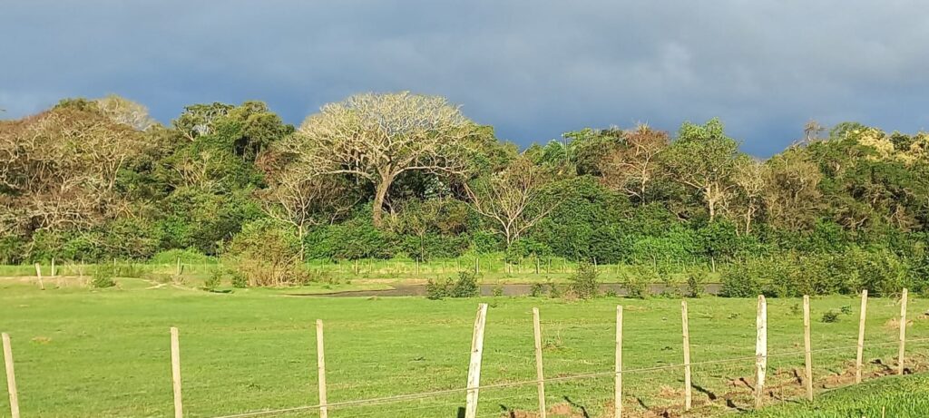 ecopolis urwald