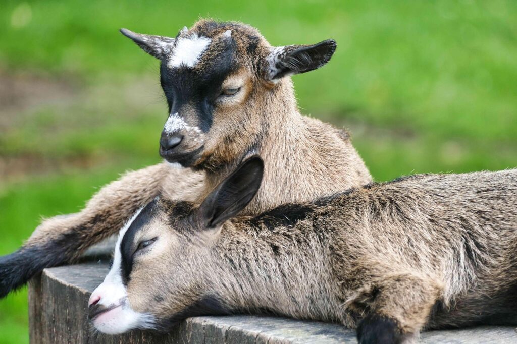 goat 3466945 1280